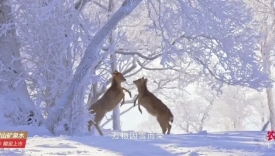 120天记录长白山生态雪景，帧帧可作壁纸！农夫山泉TVC美到屏息