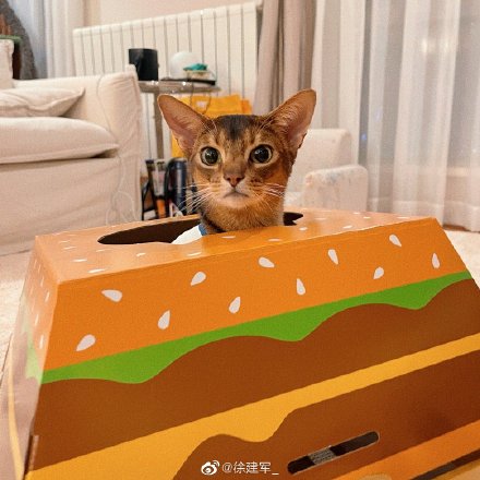 麦当劳推出汉堡猫窝周边：人要吃饱饱，猫要睡“堡堡”！