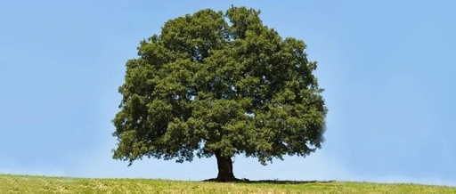 别再抢绿色能量了！栓Q