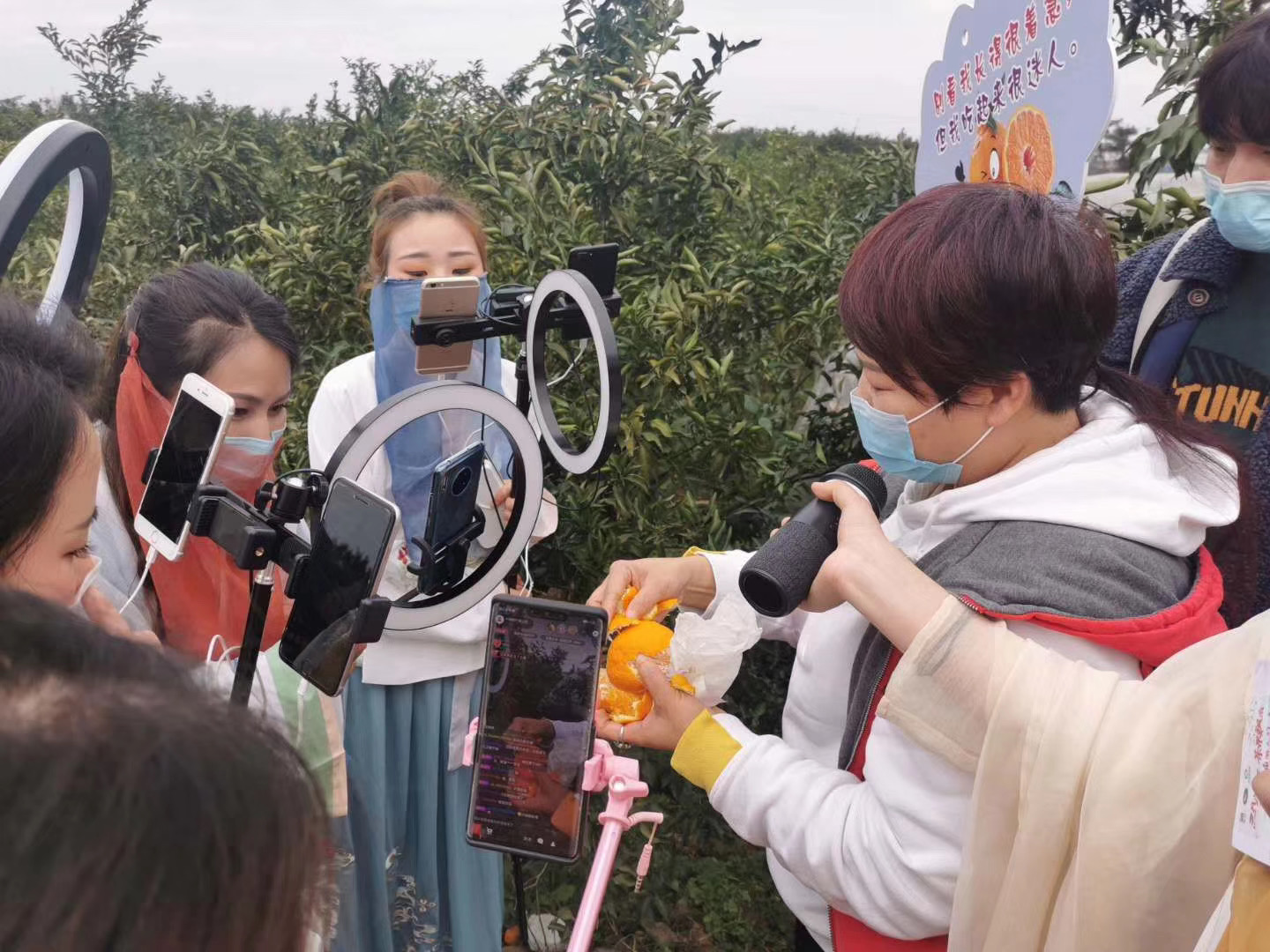 通过淘宝直播,蒲江丑柑从“滞销果”变成“网红果”