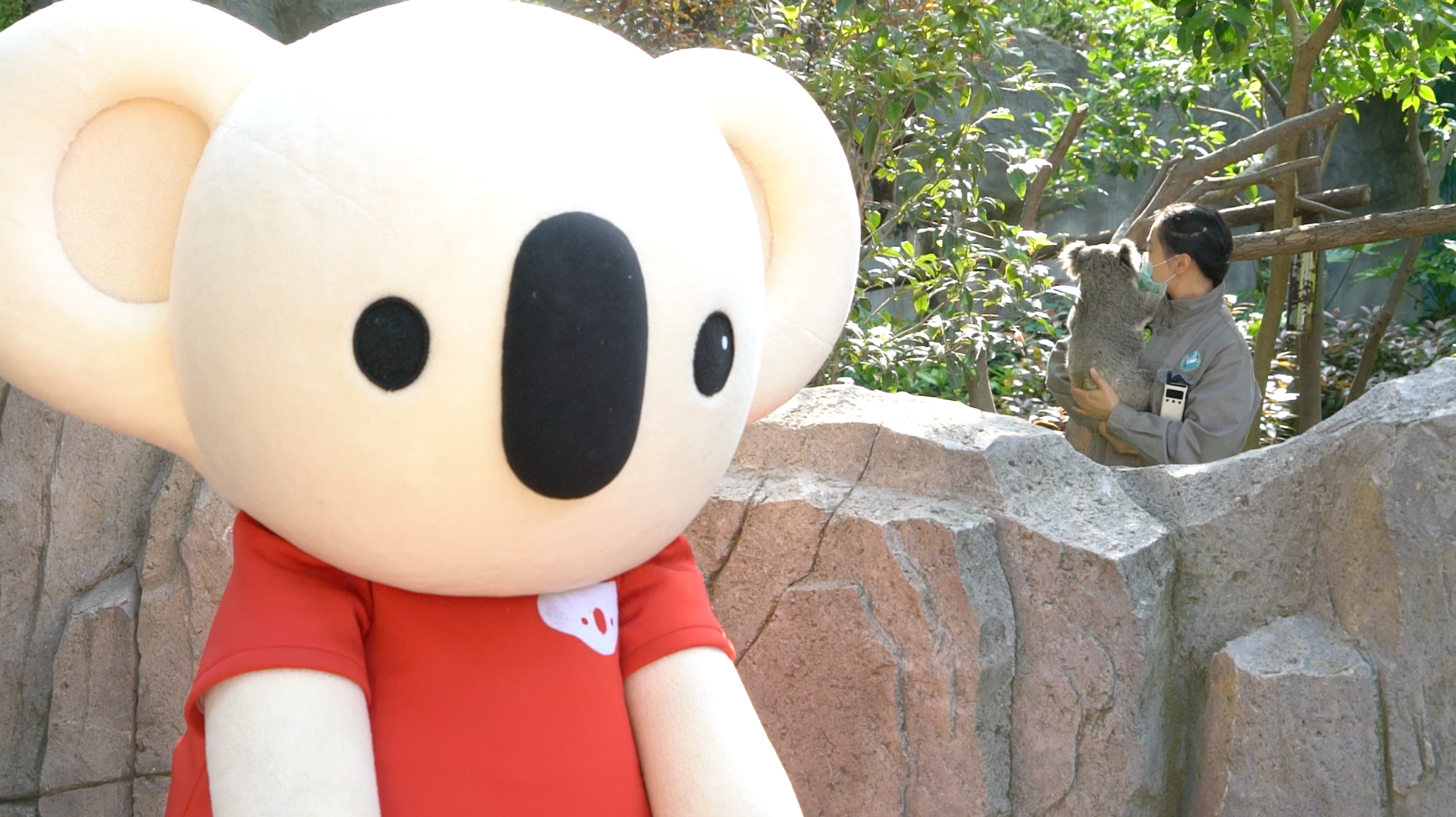 考拉海购认养考拉”柠檬“现场,考拉黑卡会员将变身”饲养员“云投喂