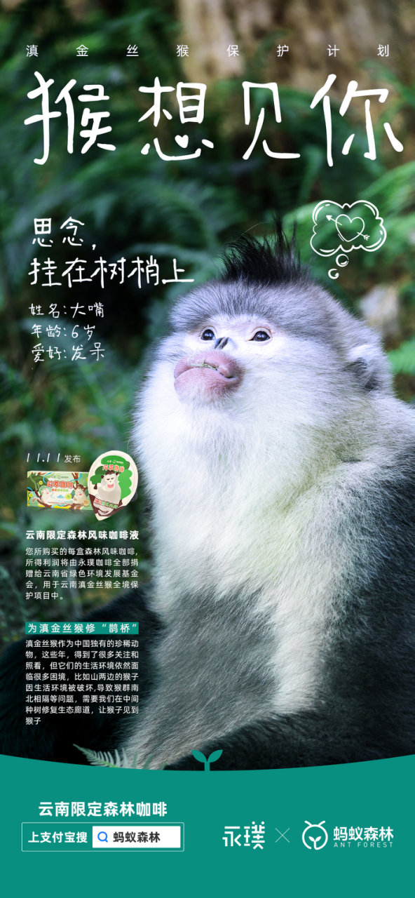 永璞咖啡×蚂蚁森林给滇金丝猴办了一场相亲大会 永璞咖啡×蚂蚁森林给滇金丝猴办了一场相亲大会