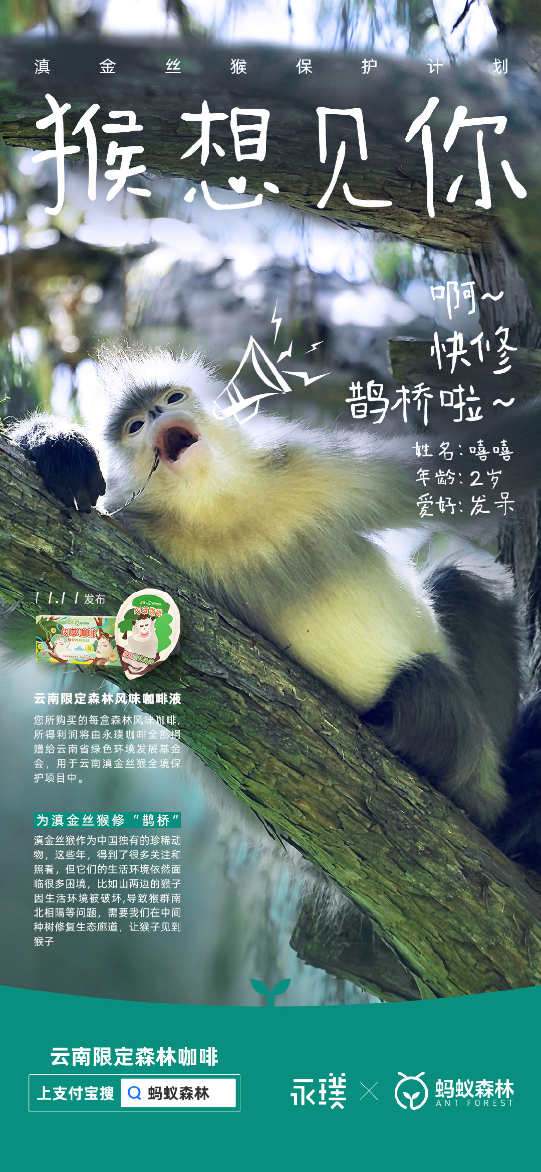 永璞咖啡×蚂蚁森林给滇金丝猴办了一场相亲大会 永璞咖啡×蚂蚁森林给滇金丝猴办了一场相亲大会
