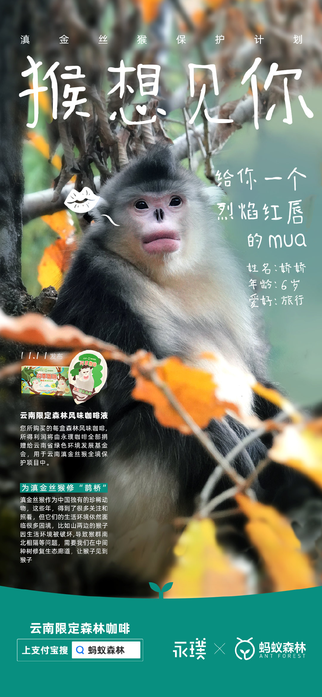永璞咖啡×蚂蚁森林给滇金丝猴办了一场相亲大会 永璞咖啡×蚂蚁森林给滇金丝猴办了一场相亲大会