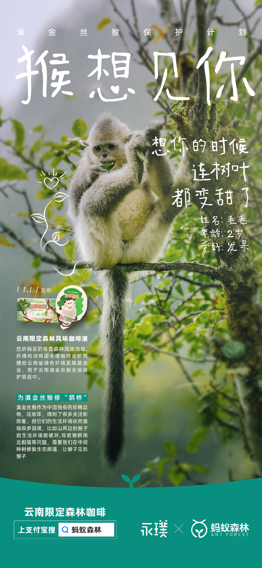 永璞咖啡×蚂蚁森林给滇金丝猴办了一场相亲大会 永璞咖啡×蚂蚁森林给滇金丝猴办了一场相亲大会