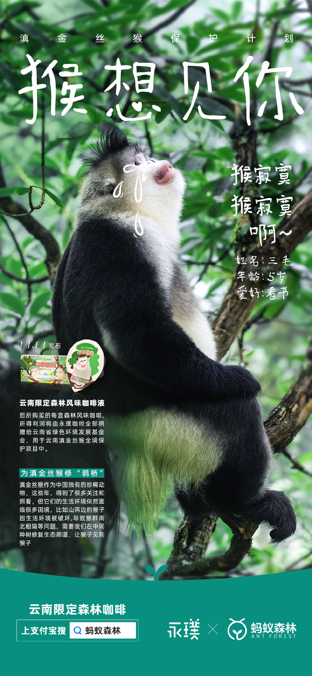 永璞咖啡×蚂蚁森林给滇金丝猴办了一场相亲大会 永璞咖啡×蚂蚁森林给滇金丝猴办了一场相亲大会