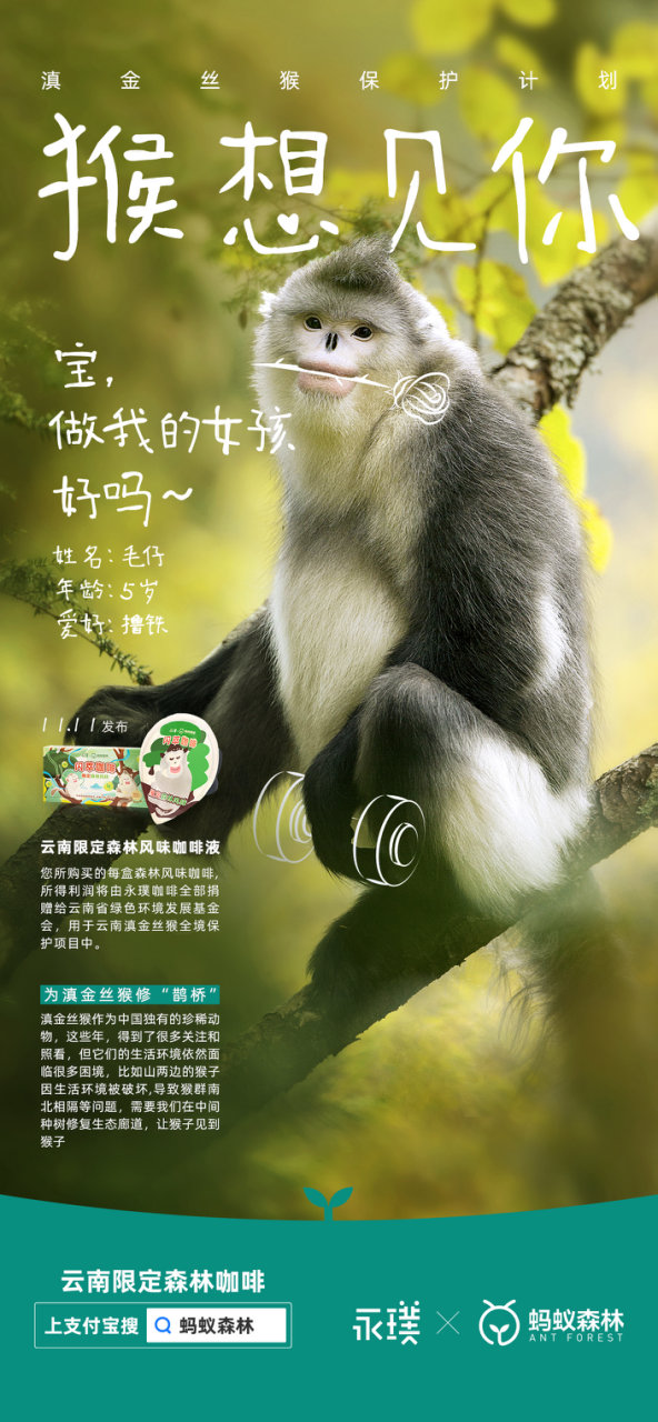永璞咖啡×蚂蚁森林给滇金丝猴办了一场相亲大会 永璞咖啡×蚂蚁森林给滇金丝猴办了一场相亲大会