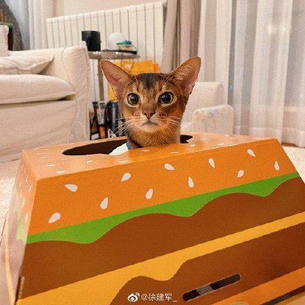麦当劳推出汉堡猫窝周边:人要吃饱饱,猫要睡“堡堡”! 麦当劳推出汉堡猫窝周边:人要吃饱饱,猫要睡“堡堡”!