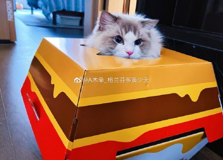 麦当劳推出汉堡猫窝周边:人要吃饱饱,猫要睡“堡堡”! 麦当劳推出汉堡猫窝周边:人要吃饱饱,猫要睡“堡堡”!