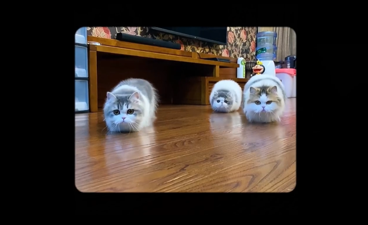 凯迪拉克 国际猫咪日