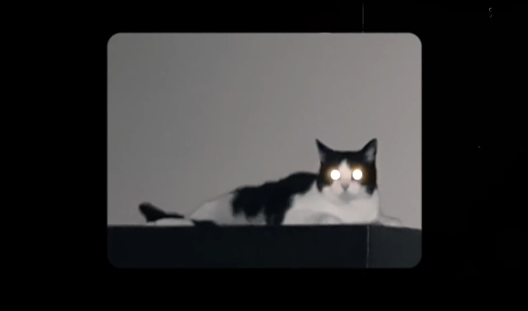 凯迪拉克 国际猫咪日