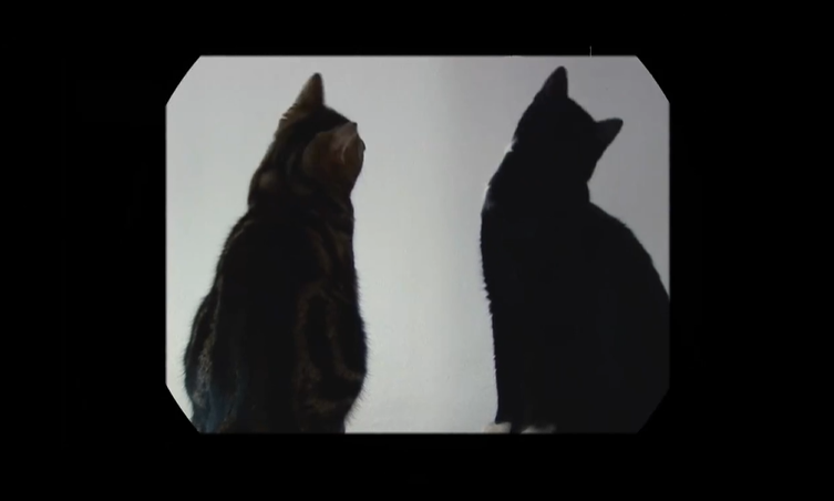 凯迪拉克 国际猫咪日