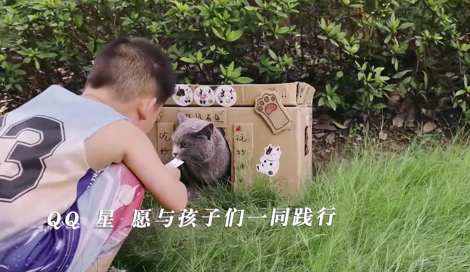 QQ星：给流浪小动物一个家